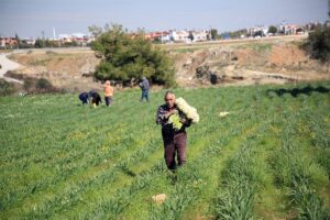 MERSİN (AA) – MUSTAFA ÜNAL UYSAL – Torosların eteğinde yetişen,