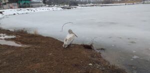 BOLU (AA) – Bolu'nun Yeniçağa ilçesinde bulunan gölün kenarında pelikana
