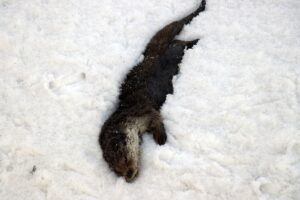 AĞRI (AA) – Ağrı'nın Taşlıçay ilçesinde nesli tükenme tehlikesi altında