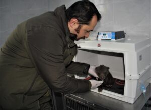 SİNOP (AA) – GÖKHAN GÜCÜKLÜOĞLU – Sinop'ta, önce annesinden ayrı