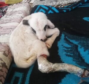 KONYA (AA) – KADRİYE COŞKUN – Konya'da hayvancılıkla uğraşan Gülşen