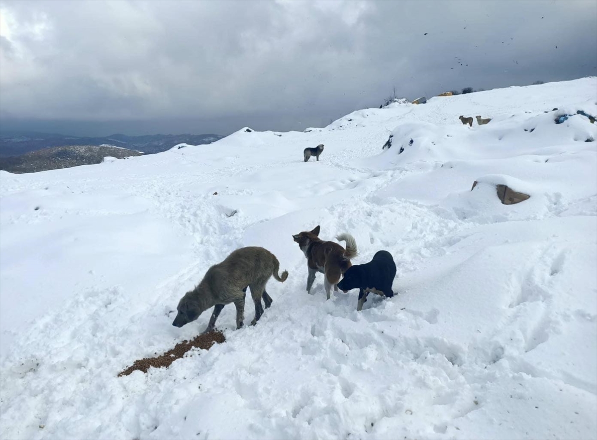 Bartın ve Düzce'de hayvanlar için doğaya yiyecek bırakıldı