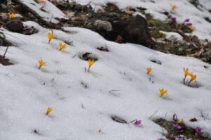 BOLU (AA) – Bolu'nun Mudurnu ilçesinde, baharın müjdecisi olarak bilinen