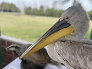 EDİRNE (AA) – Edirne'de, binası uğur böceği şeklinde tasarlanan doğa