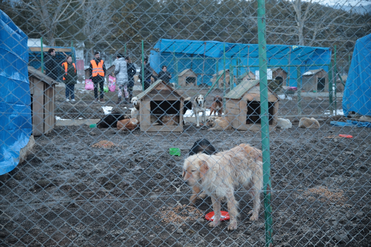 Gerede hayvan barınağında köpek ölümleri iddiası