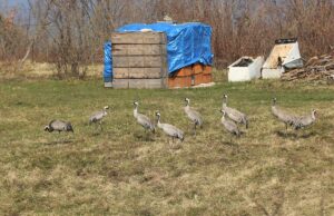 - Olumsuz hava koşulları nedeniyle ilerlemekte güçlük çeken turnaların molası