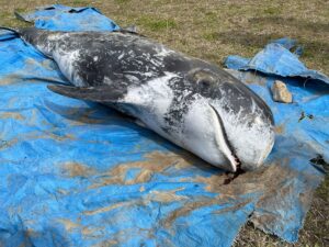 - İskenderun Teknik Üniversitesi bahçesine gömülen yunusun kemikleri, su altı