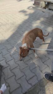 HATAY (AA) – Hatay'ın Kırıkhan ilçesinde, evinde 5 yasaklı ırk