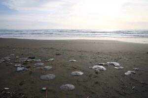 HATAY (AA) – İsrail ve Lübnan'da geçen yıl görüldüğü belirtilen