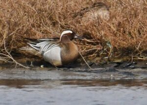 YALOVA (AA) – Türkiye'de nisan ayı itibariyle gözlenebilen çıkrıkçın ördeğinin