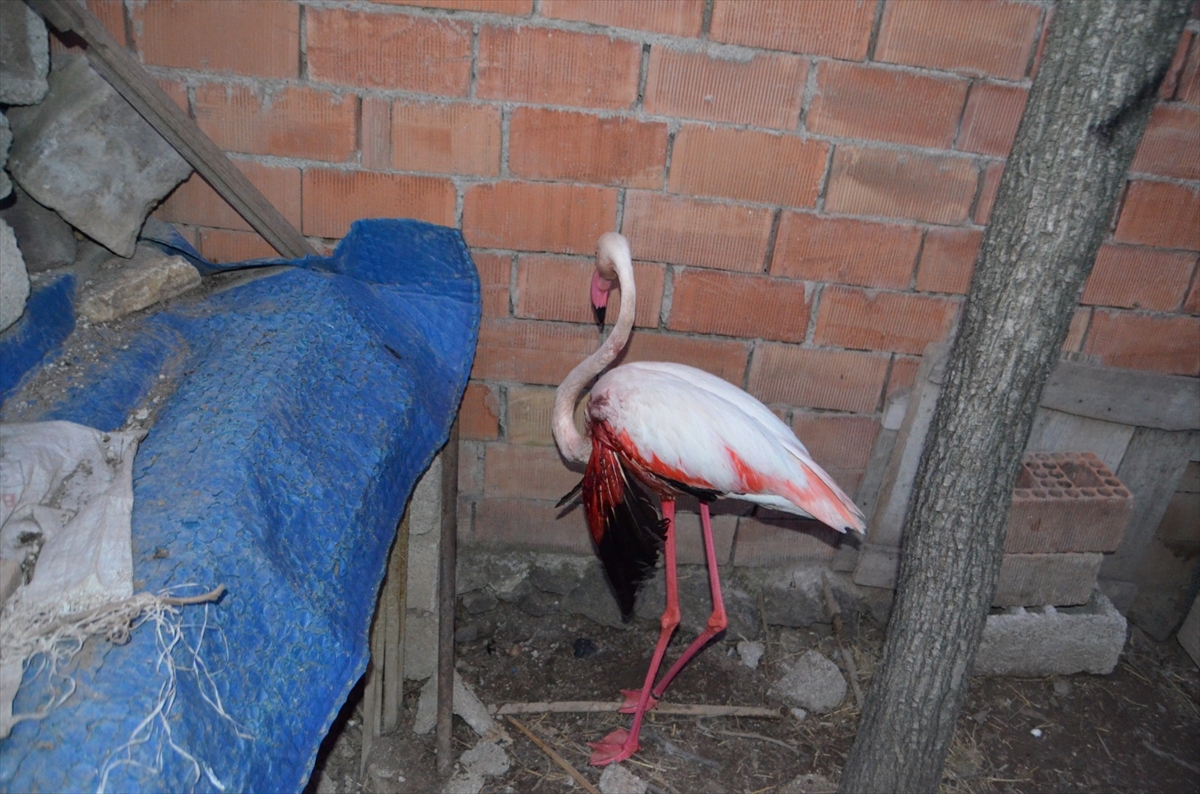 İranlı kuş bilimcilerin çip taktığı flamingo Aksaray'da yaralı halde bulundu