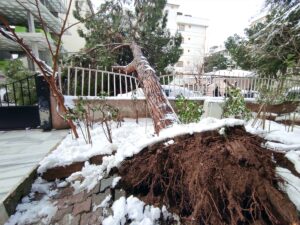 İSTANBUL (AA) – İstanbul'un Maltepe ilçesinde dallarında kar biriken ağaç,
