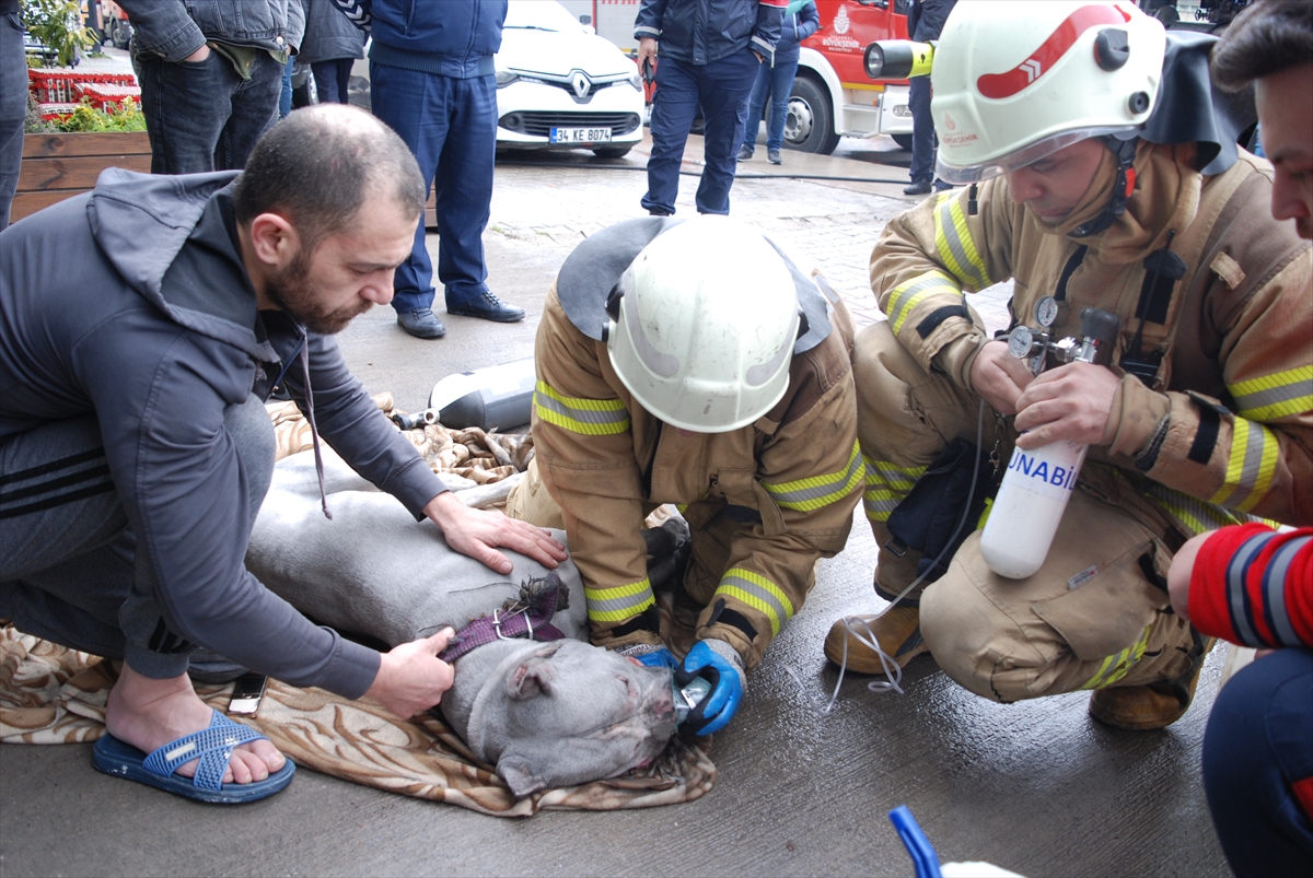 İstanbul'da yangında dumandan etkilenen pitbull cinsi köpeği itfaiye kurtardı