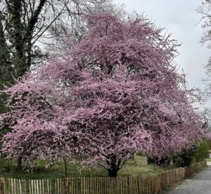 CENEVRE (AA) – İsviçre'de ilkbaharın başlangıcının simgesi olan sakuraların açmasıyla