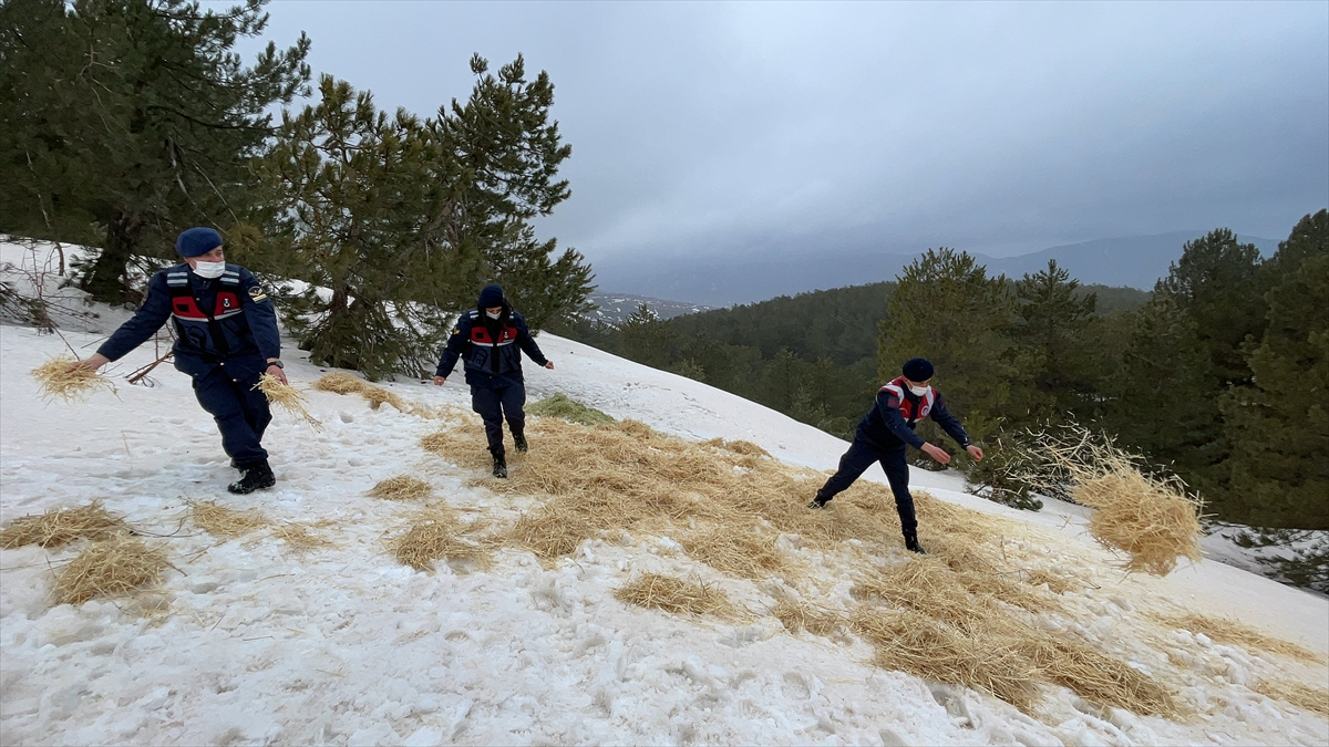 Jandarma kış aylarının çetin geçtiği dağlarda yaban hayvanlarını aç bırakmıyor