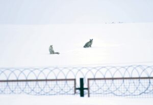 ARDAHAN (AA) – GÜNAY NUH – Ardahan'da görevli Karayolları personeli,