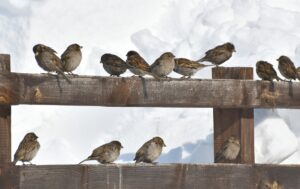 ERZURUM (AA) – Doğu Anadolu Bölgesindeki bazı illerde geçen hafta