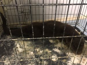 KIRIKKALE (AA) – Kırıkkale'nin Yahşihan ilçesinde, Kızılırmak kıyısında sokak köpeklerinin