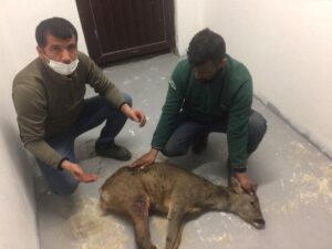 KOCAELİ (AA) – Kocaeli'nin İzmit ilçesinde yaralı bulunan karaca, tedavi
