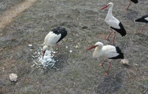 KONYA (AA) – Konya'da göç sırasında olumsuz hava şartlarından etkilenerek