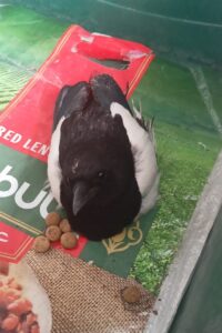 MALATYA (AA) – Malatya'da polis ekipleri tarafından kanadı kesilmiş halde