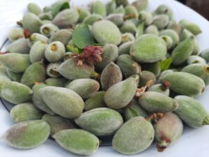 MERSİN (AA) – Mersin'in Silifke ilçesinde, açık alanda yetiştirilen badem