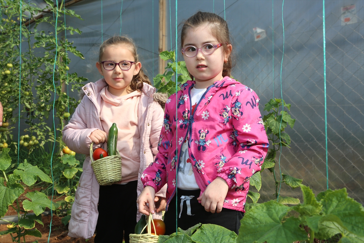 Mersin'de kreş öğrencileri yetiştirdikleri sebzelerin hasadını yaptı