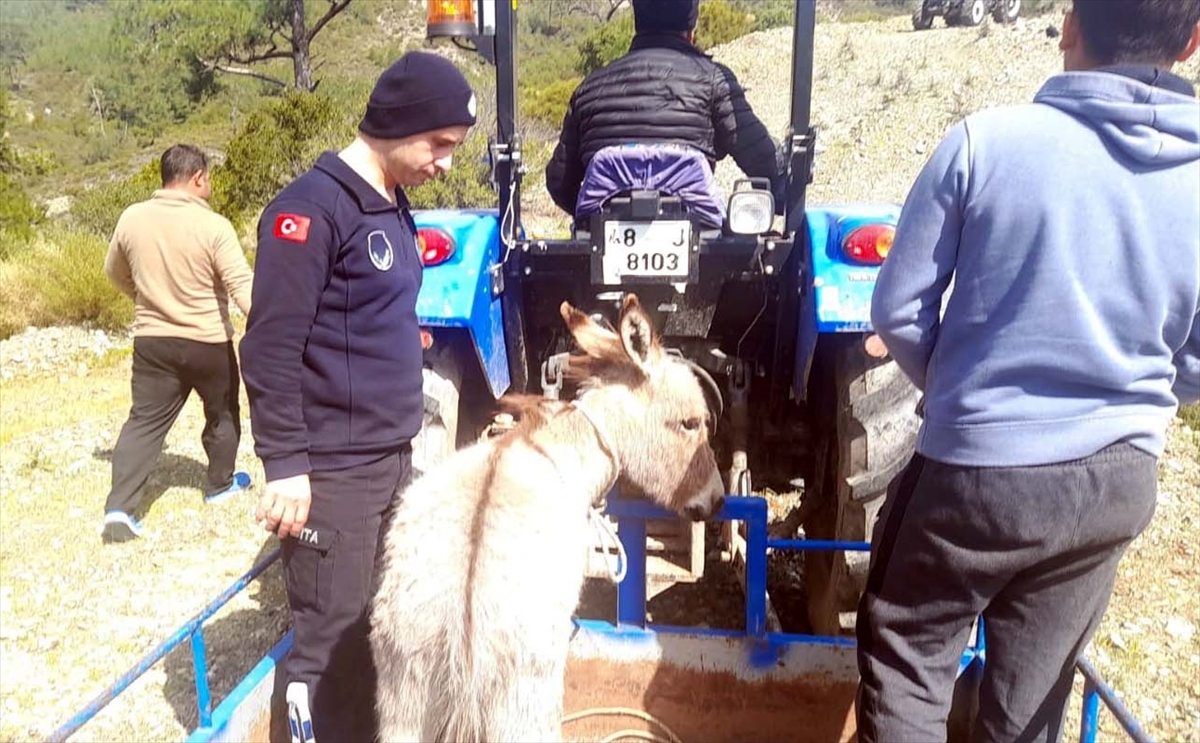 Muğla'da boş arazide silahla vurulmuş iki eşeğin ölüsü bulundu