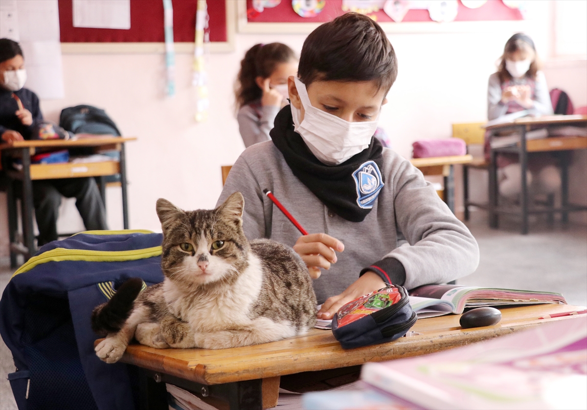 Öğrencilerin sahiplendiği kedi okulun “161. öğrencisi” oldu