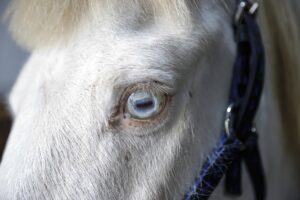 ANKARA (AA) – MUHAMMED BOZTEPE – Ankara'daki Ahal Teke Atlı