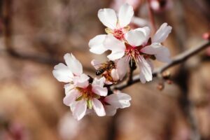 ŞANLIURFA (AA) – Türkiye'de tarım ve hayvancılığın önemli merkezlerinden Şanlıurfa'da