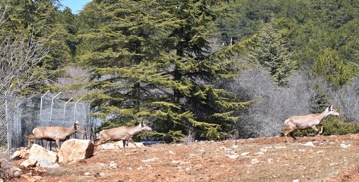 Spil Dağı Milli Parkı'na  9 kızıl geyik salındı
