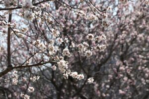 TEKİRDAĞ (AA) – Tekirdağ'da hava sıcaklığının artmasıyla Ganos Dağı eteklerinde