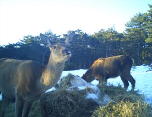 ANKARA (AA) – ENES DURAN – Tarım ve Orman Bakanlığı