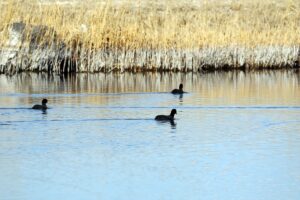 IĞDIR (AA) – HÜSEYİN YILDIZ – Doğu Anadolu Bölgesi'nin yaban