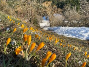- Tabiat parkında karların eridiği alanlarda mor ve sarı çiğdemler