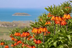 - Yaklaşık 15-20 günlük yaşam süresi olan ters laleler özenle