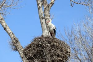 AĞRI (AA) – Sonbaharda sıcak bölgelere göç eden leylekler, havaların