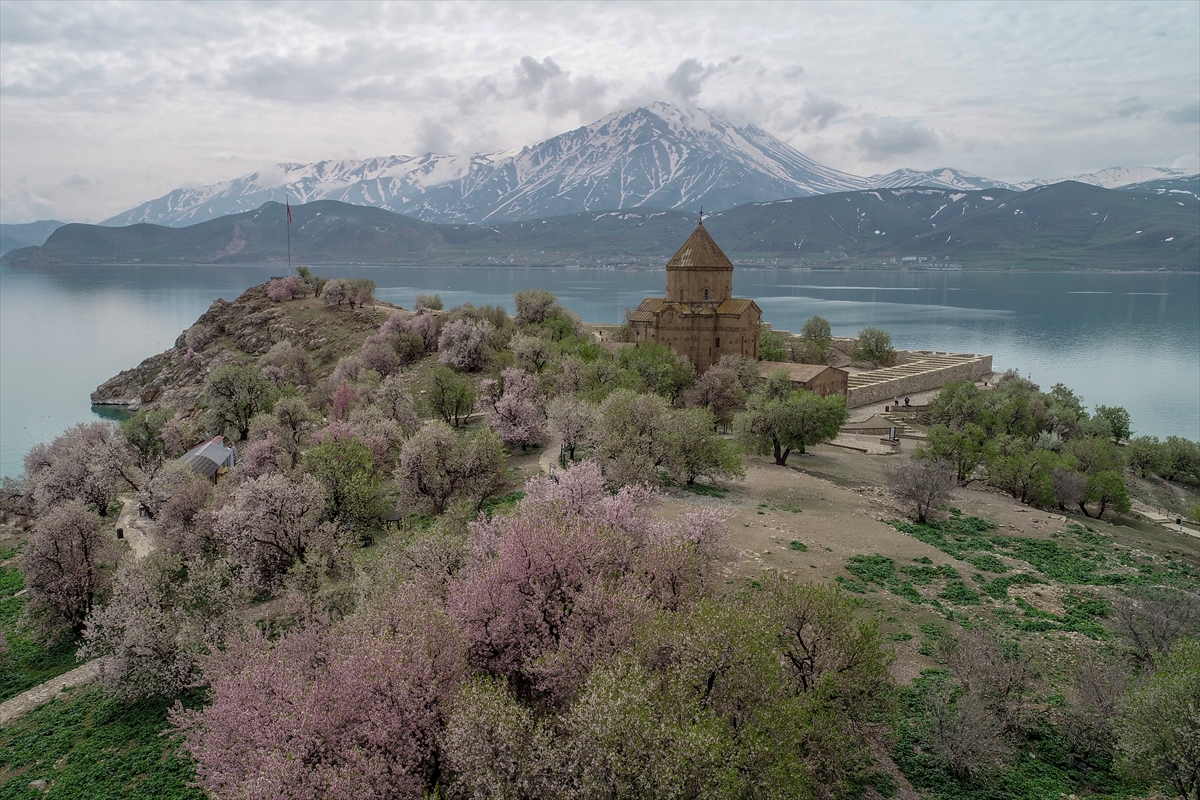 Baharın tonlarına bürünen Akdamar Adası “Badem Çiçeği Festivali”ne hazır