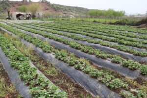 BATMAN (AA) – Batman'ın Sason ilçesinde üretimi yapılan tescilli Sason