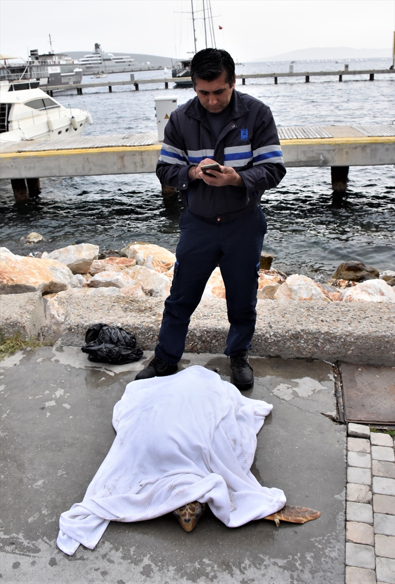 Bodrum'da suda hareketsiz halde bulunan deniz kaplumbağası tedaviye alındı