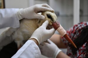 BURSA (AA) – Bursa'nın Osmangazi ilçesinde yaralı halde bulunan leylek,