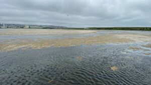 İSTANBUL (AA) – Büyükçekmece Gölü'nün yüzeyinde yer yer yosun tabakası