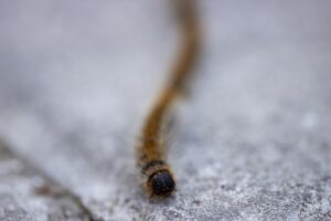 ANTALYA (AA) – Antalya'da çam kese böceği sürüsünün kelebeğe dönüşmek