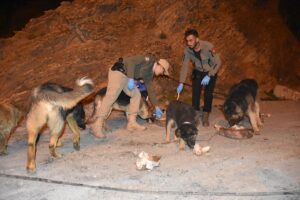 HAKKARİ (AA) – Hakkari'de çevre, hayvanların ve doğanın korunması için