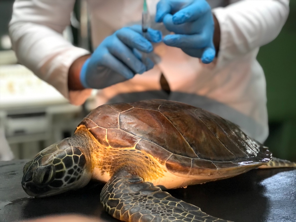 Her 3 ölü deniz kaplumbağasından birinin sindirim sisteminden plastik çıkıyor