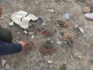 IĞDIR (AA) – Iğdır'da ses cihazı kullanarak avlanırken yakalanan 2