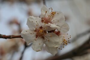 IĞDIR (AA) – Türkiye'nin önde gelen kayısı üretim yerlerinden Iğdır'daki