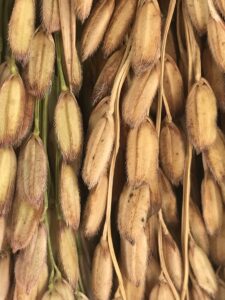 İSTANBUL (AA) – BİRİZ ÖZBAKIR – Türkiye'de farklı coğrafyalarda gözlem