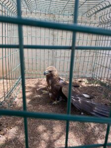 KAHRAMANMARAŞ (AA) – Kahramanmaraş'ta jandarmanın yaralı bulduğu kaya kartalı, tedavi